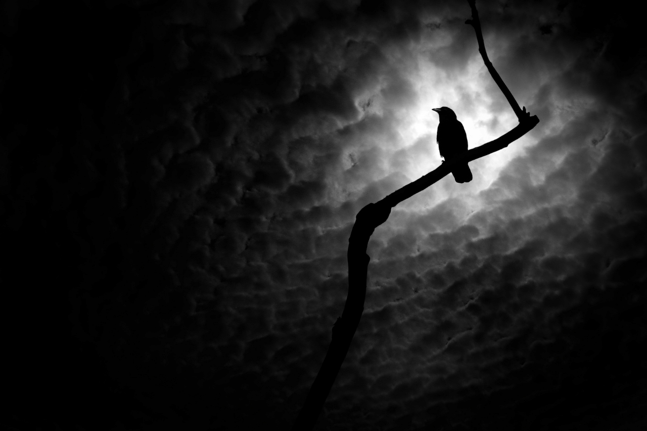 Krähe, Symbol der Badb, Göttin des Krieges und des Todes in der keltischen Mythologie