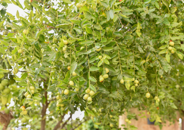 Die Insel der Lotosesser: Odyssee – Die Insel der Vergessenheit