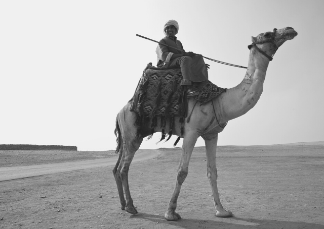 Beduine auf einem Kamel