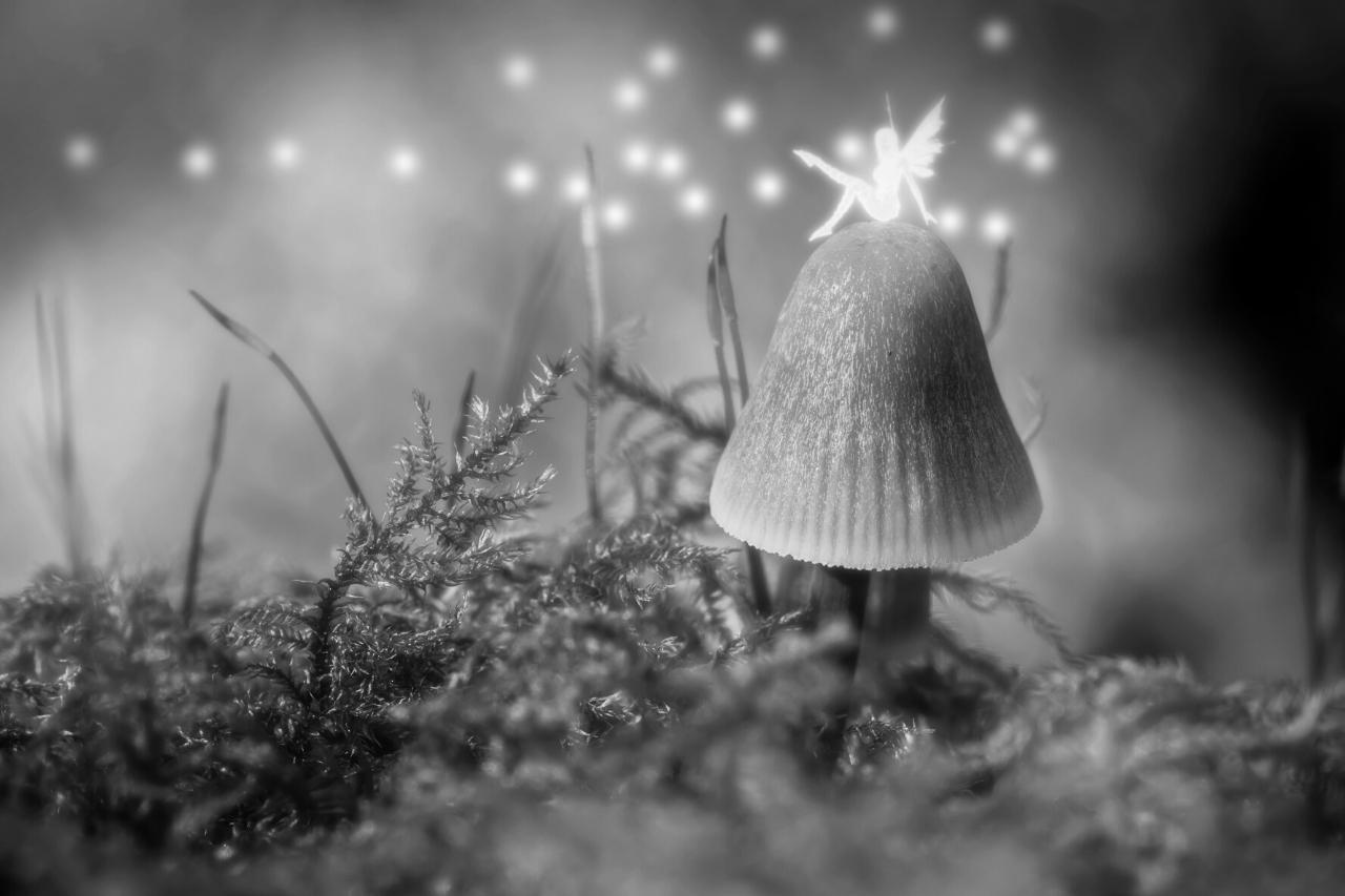 Feenmagie: Was können Feen mit ihrer Magie bewirken?