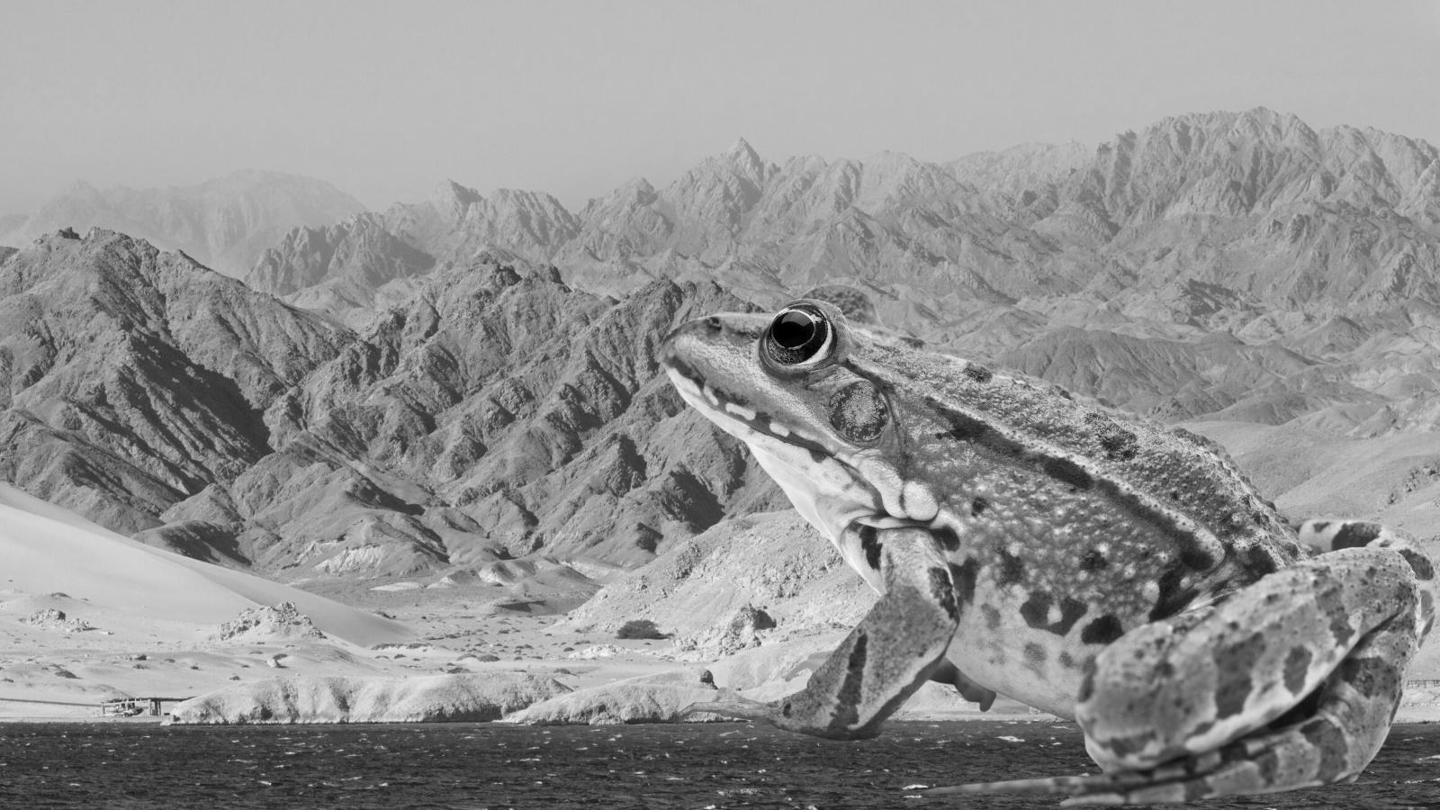 Heqet: Die Froschgöttin der Fruchtbarkeit im alten Ägypten