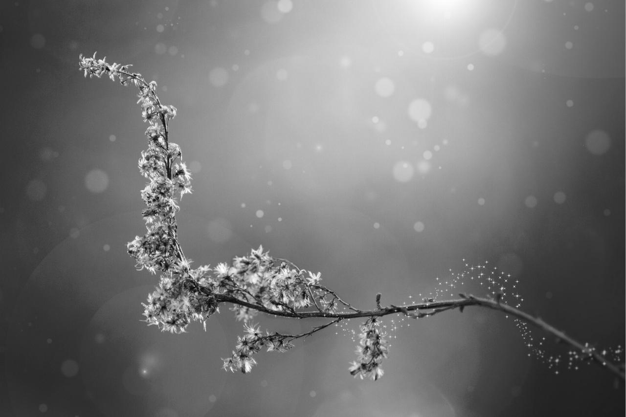 Types of fairy magic